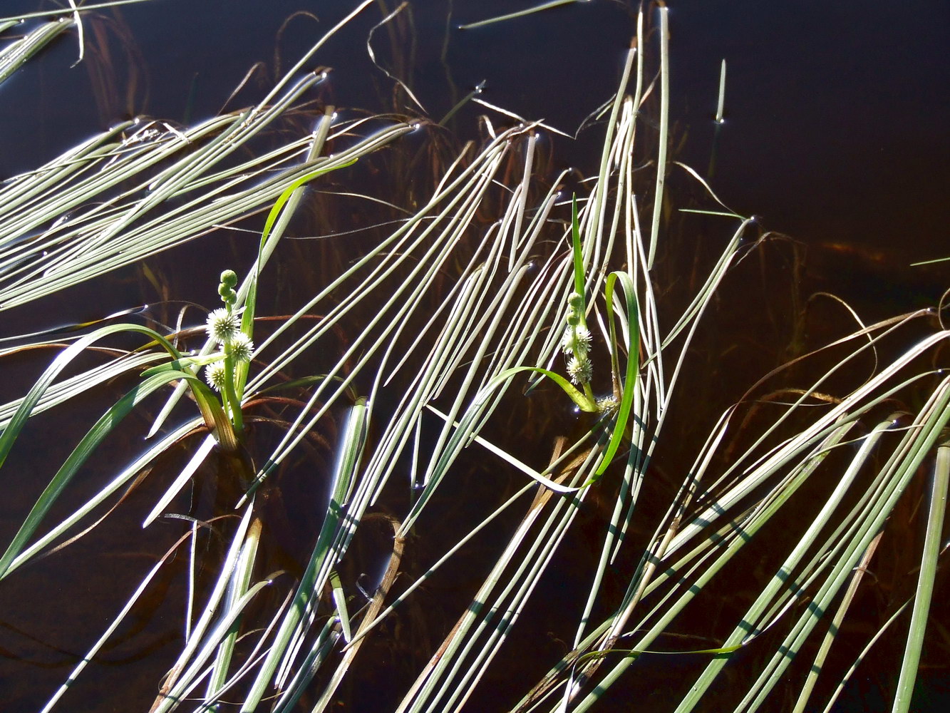 Image of Sparganium angustifolium specimen.