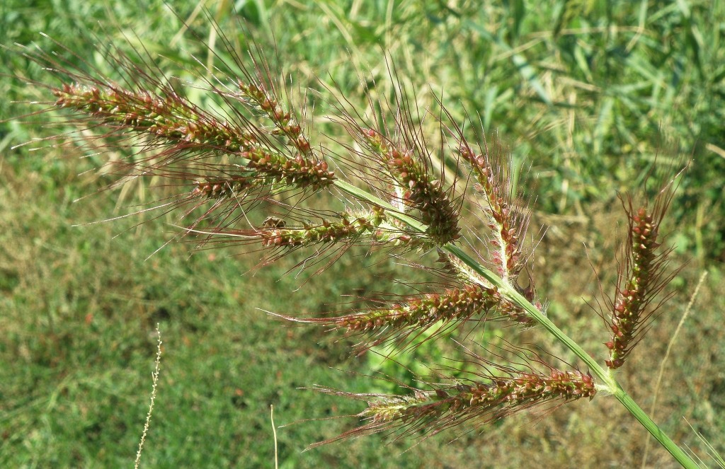 Image of Echinochloa crus-galli specimen.