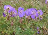 Geranium pratense