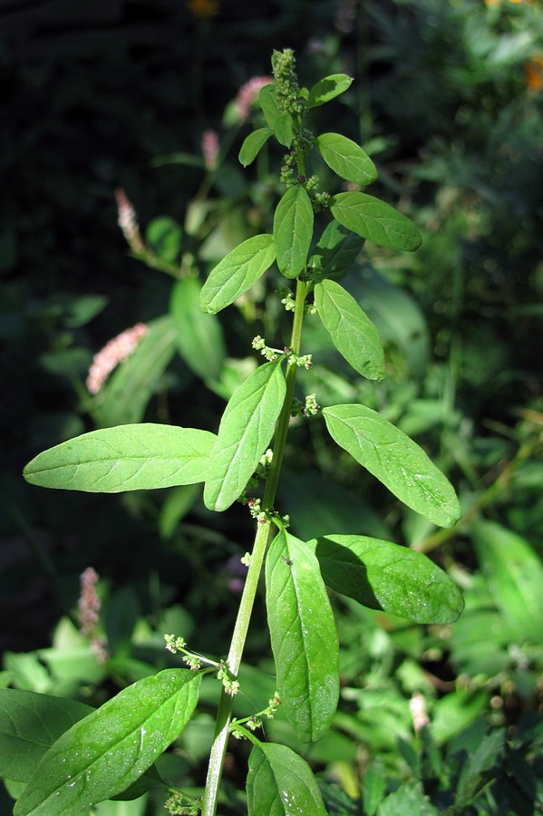 Изображение особи Lipandra polysperma.