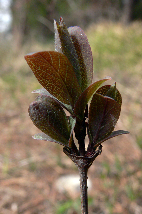 Image of Lonicera &times; subarctica specimen.