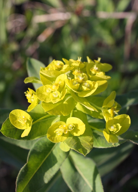 Изображение особи Euphorbia procera.