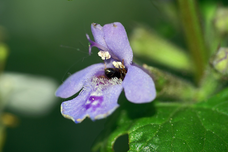 Изображение особи Glechoma hederacea.