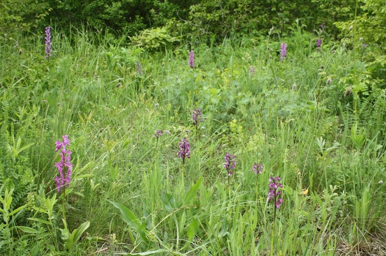 Image of Anacamptis morio ssp. caucasica specimen.