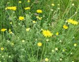 Anthemis tinctoria. Верхняя цветущего растения. Ярославская обл., Угличский р-н, дер. Масальское, берег р. Корожечна. 24.06.2011.
