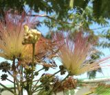 Albizia julibrissin