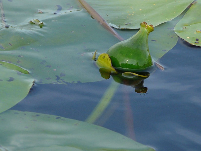Изображение особи Nuphar lutea.