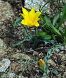 Tulipa ostrowskiana