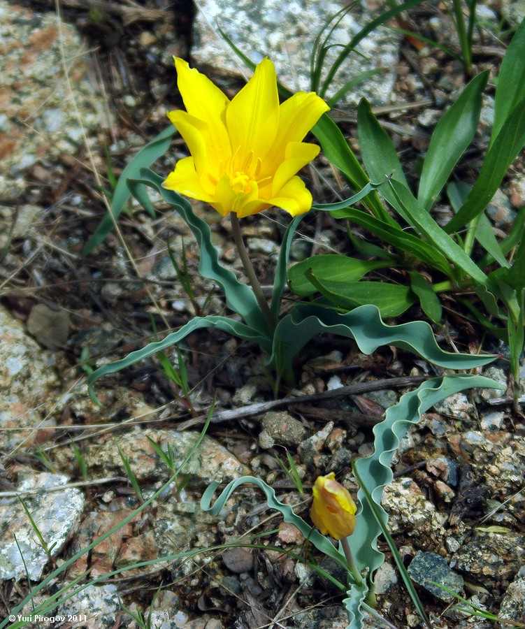 Изображение особи Tulipa ostrowskiana.