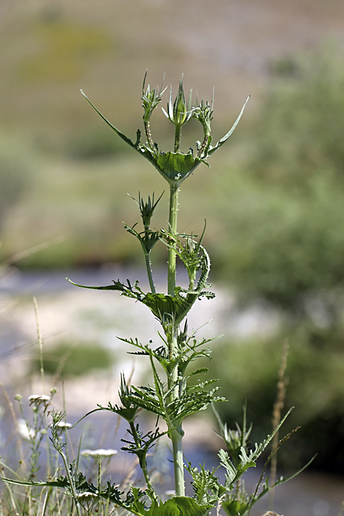 Image of Dipsacus laciniatus specimen.