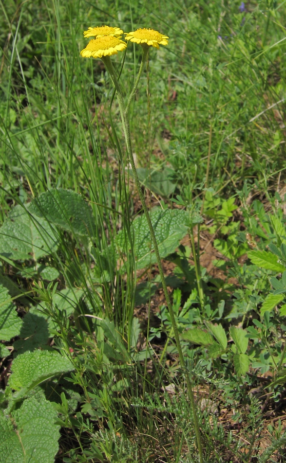 Изображение особи Tanacetum millefolium.