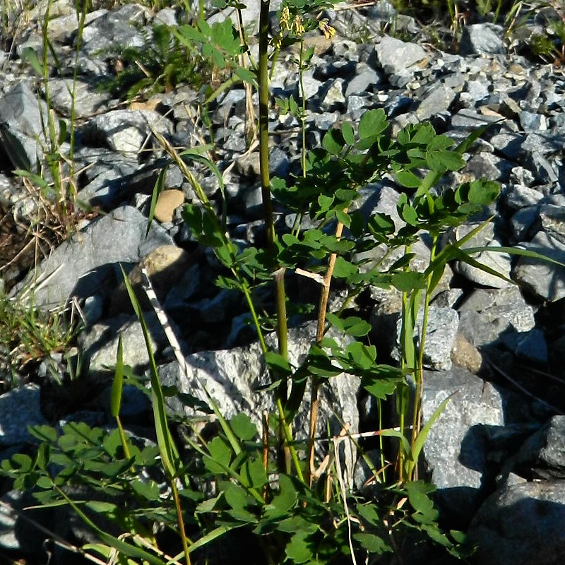 Image of genus Thalictrum specimen.