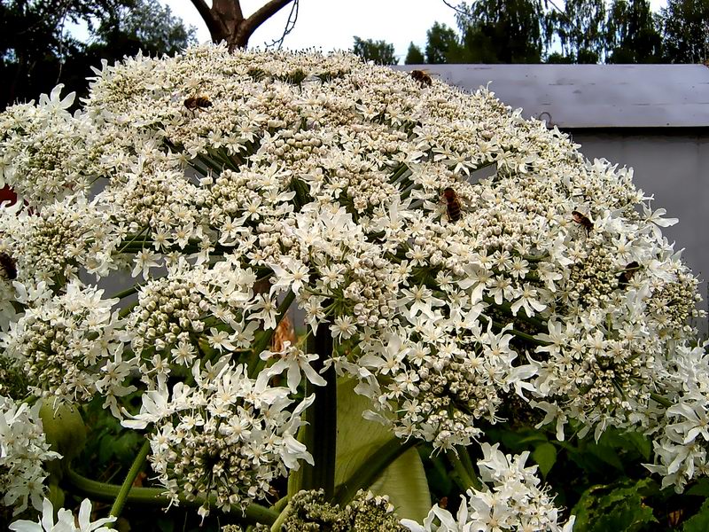 Изображение особи Heracleum mantegazzianum.