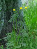 Ranunculus polyanthemos