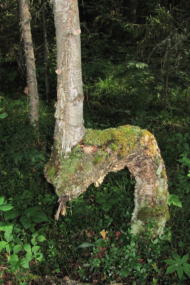Image of Betula pendula specimen.