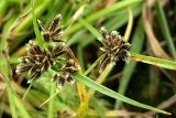 Cyperus fuscus. Соцветия. Ростов-на-Дону, левый берег р. Дон. 01.09.2011.