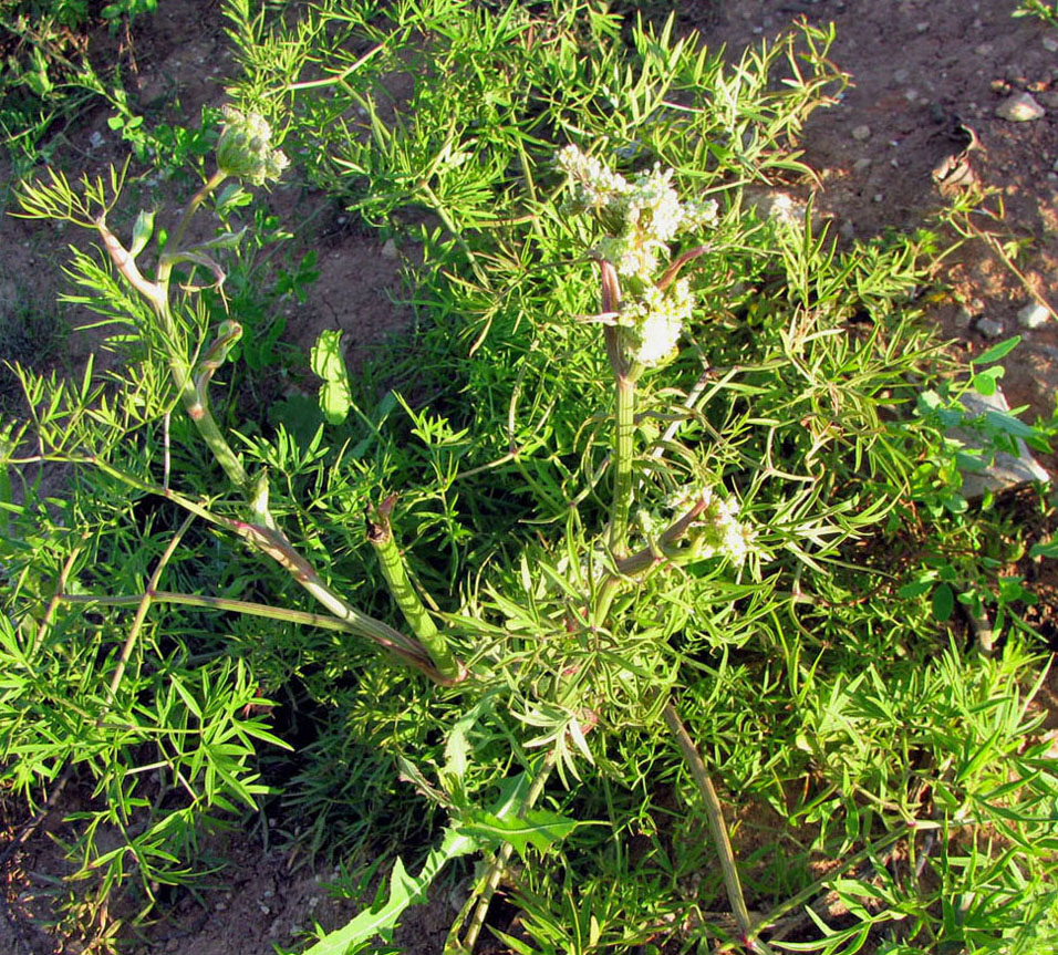 Image of Cenolophium fischeri specimen.