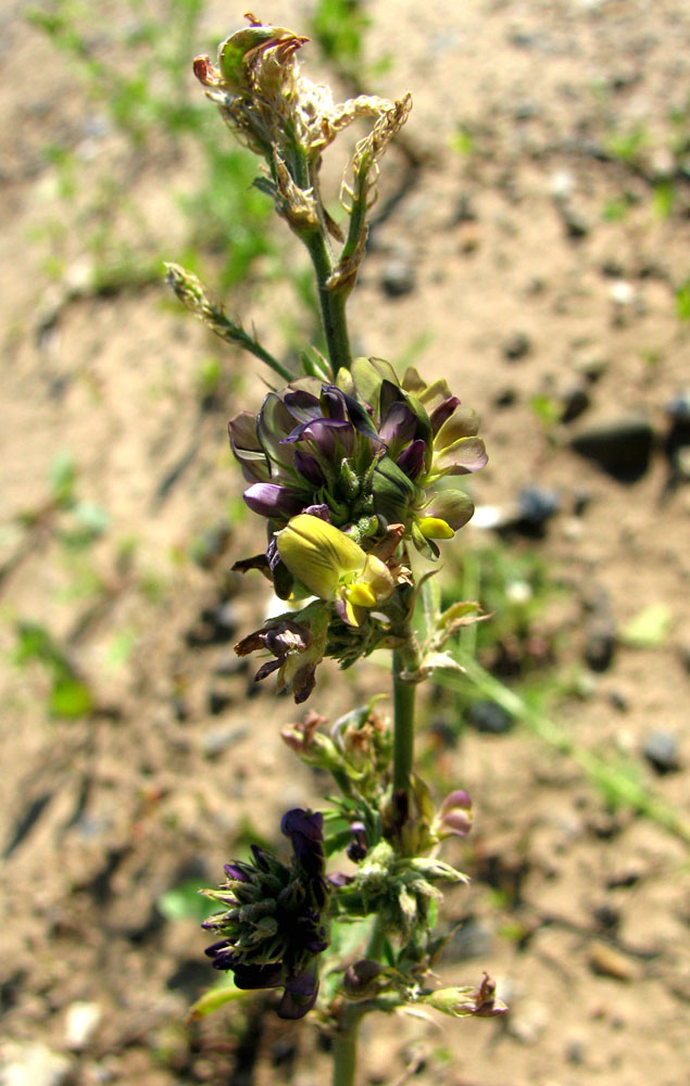 Image of Medicago &times; varia specimen.