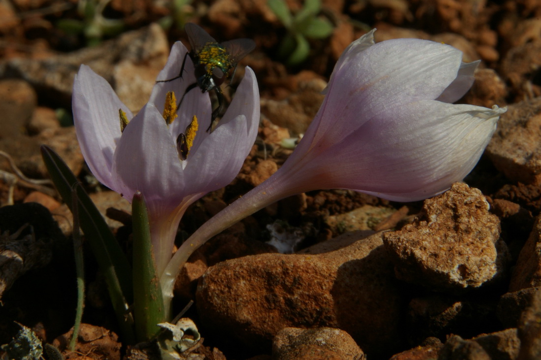 Image of Colchicum triphyllum specimen.