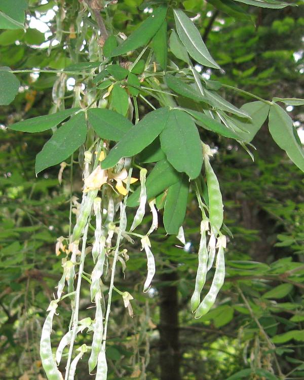 Image of Laburnum anagyroides specimen.