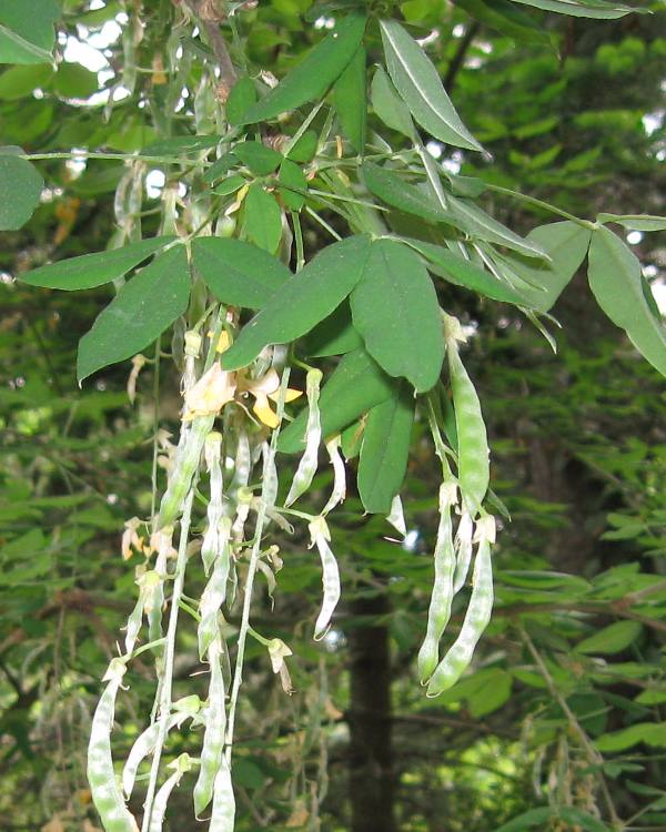 Изображение особи Laburnum anagyroides.