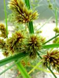 Cyperus glomeratus. Часть соцветия. Астраханская обл., Камызякский р-н, у с. Лебяжье. 17.08.2011.