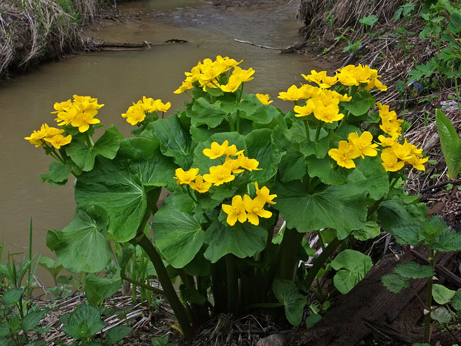 Изображение особи Caltha fistulosa.