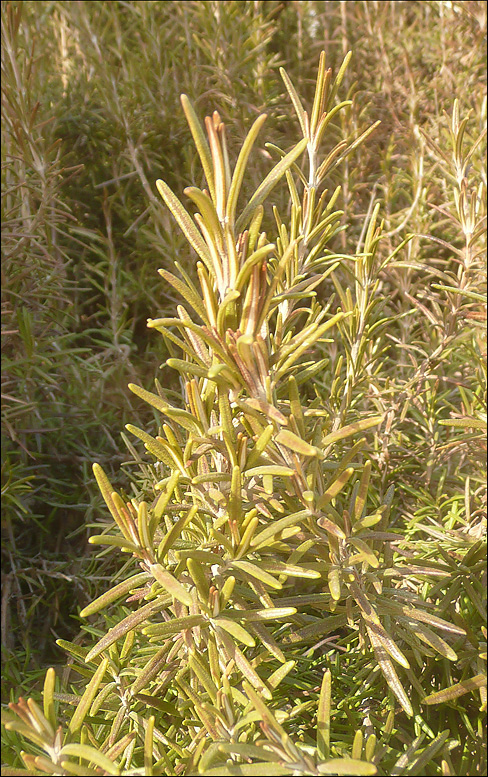 Image of Rosmarinus officinalis specimen.