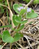 Veronica sublobata