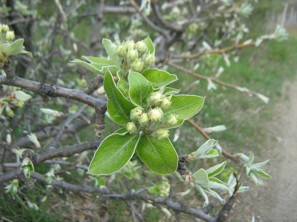 Image of Pyrus salviifolia specimen.