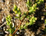 Artemisia arenaria