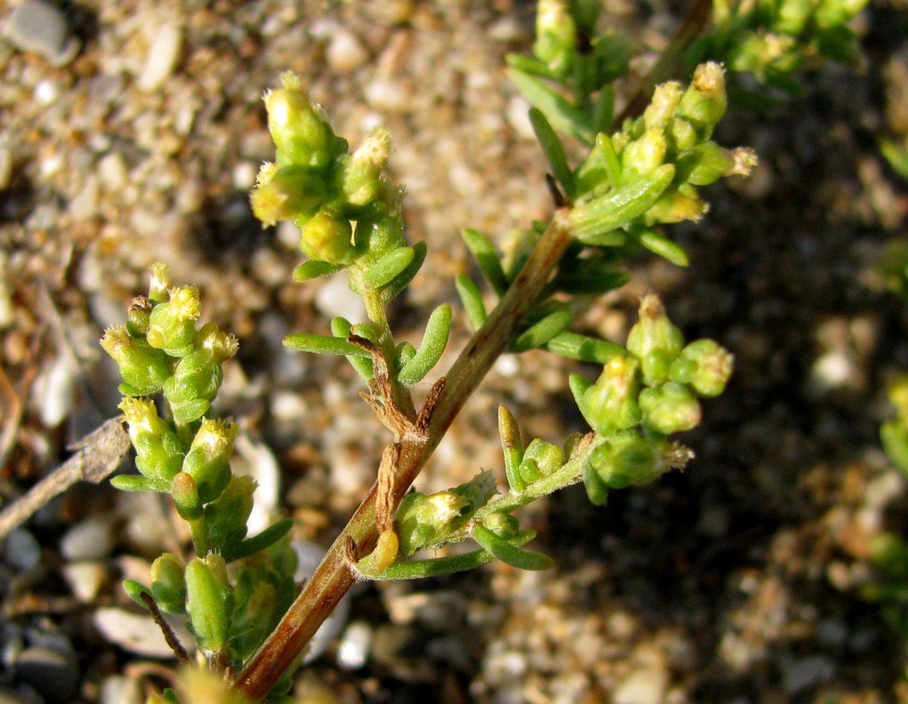 Изображение особи Artemisia arenaria.