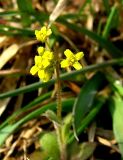 Draba nemorosa