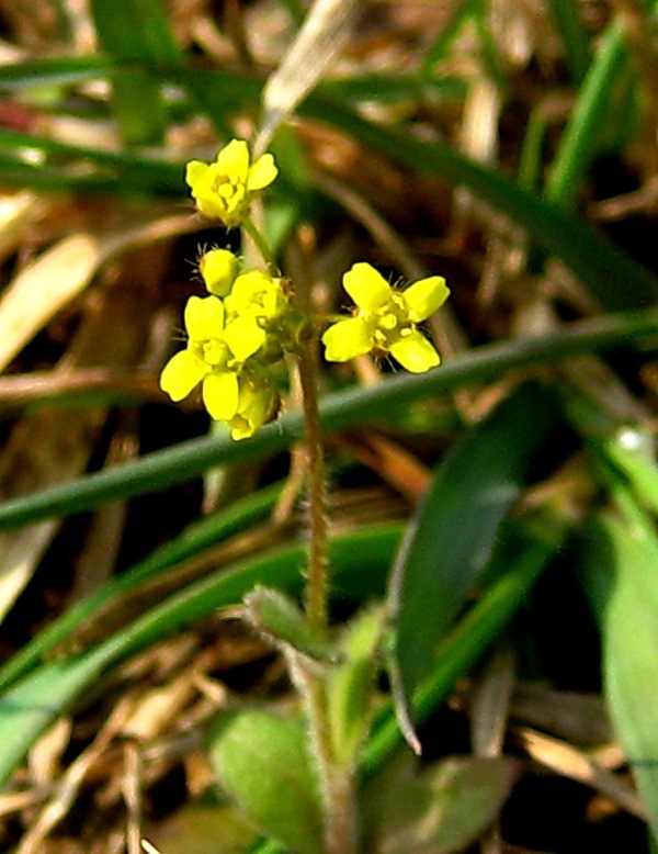 Image of Draba nemorosa specimen.