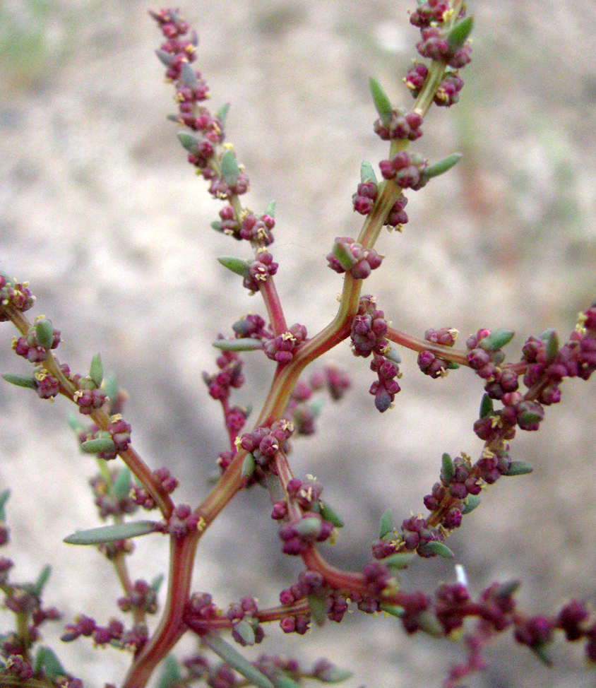 Image of Suaeda prostrata specimen.