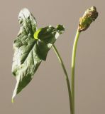 Arum maculatum. Верхушка растения с листом и невызревшим соплодием. Германия, г. Кемпен, у дорожки в прогулочной зоне. 16.06.2012.