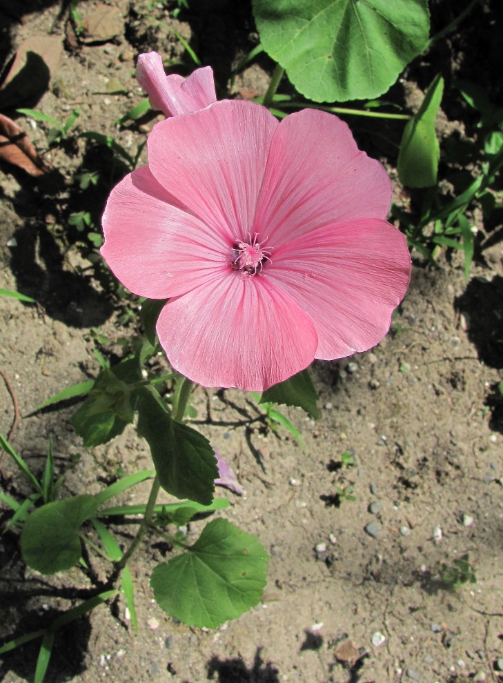 Image of Malva trimestris specimen.