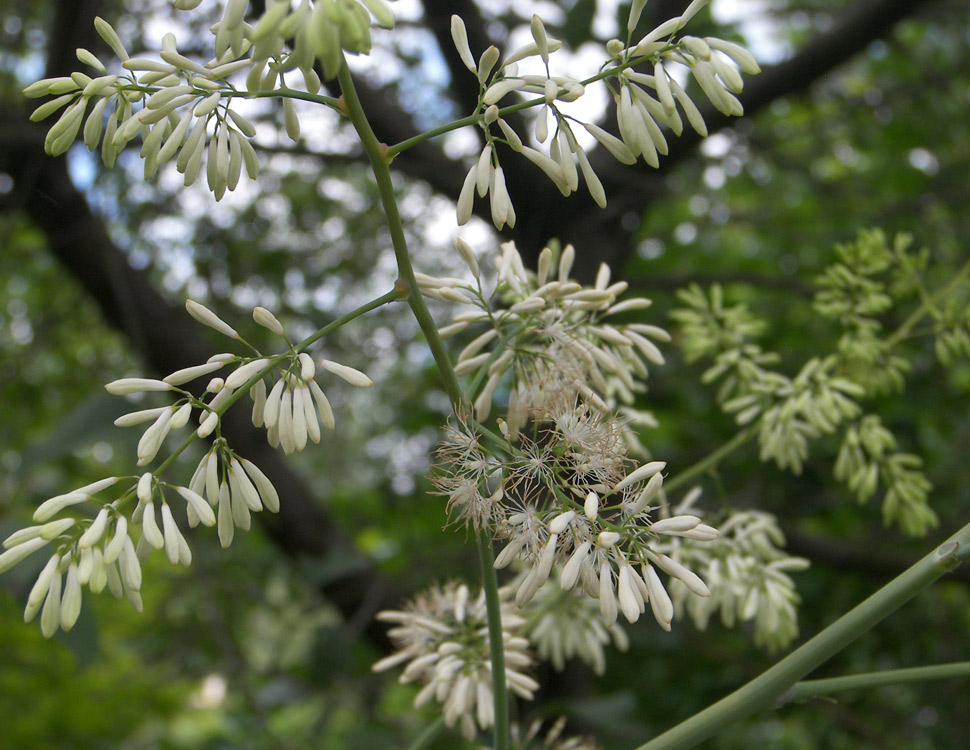 Изображение особи Macleaya cordata.