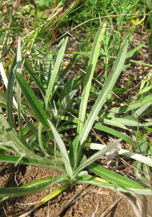 Image of Omalotheca sylvatica specimen.