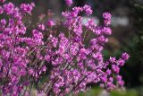 Rhododendron dauricum. Часть цветущего куста. Москва, ботанический сад МГУ \"Аптекарский огород\". 09.04.2008.