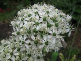 Allium nigrum