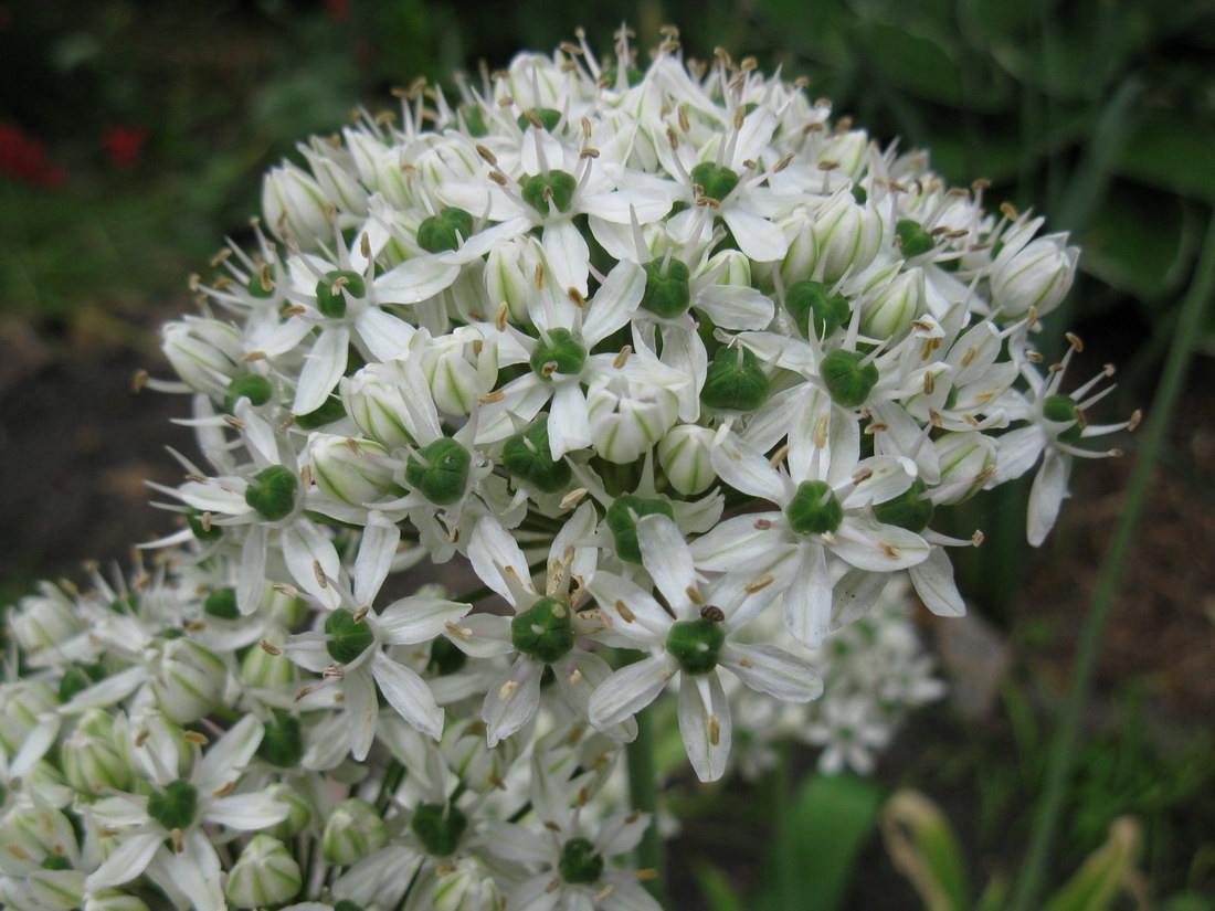 Изображение особи Allium nigrum.