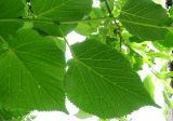 Tilia platyphyllos. Вид листьев снизу. Германия, Бавария, Средняя Франкония, г. Нюрнберг, Нюрнбергская крепость. 28.06.2012.