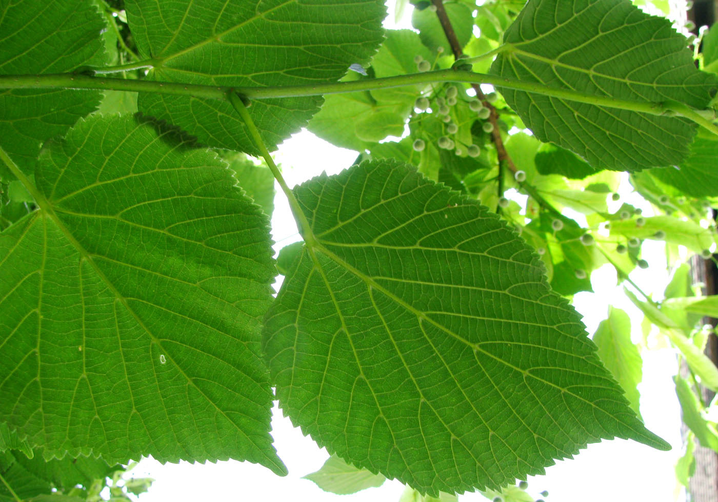 Изображение особи Tilia platyphyllos.