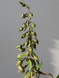 Epipactis helleborine