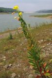 Oenothera biennis. Цветущие и плодоносящие растения. Крым, предгорья, Партизанское вдхр., пойма р. Альма. 28 июля 2013 г.