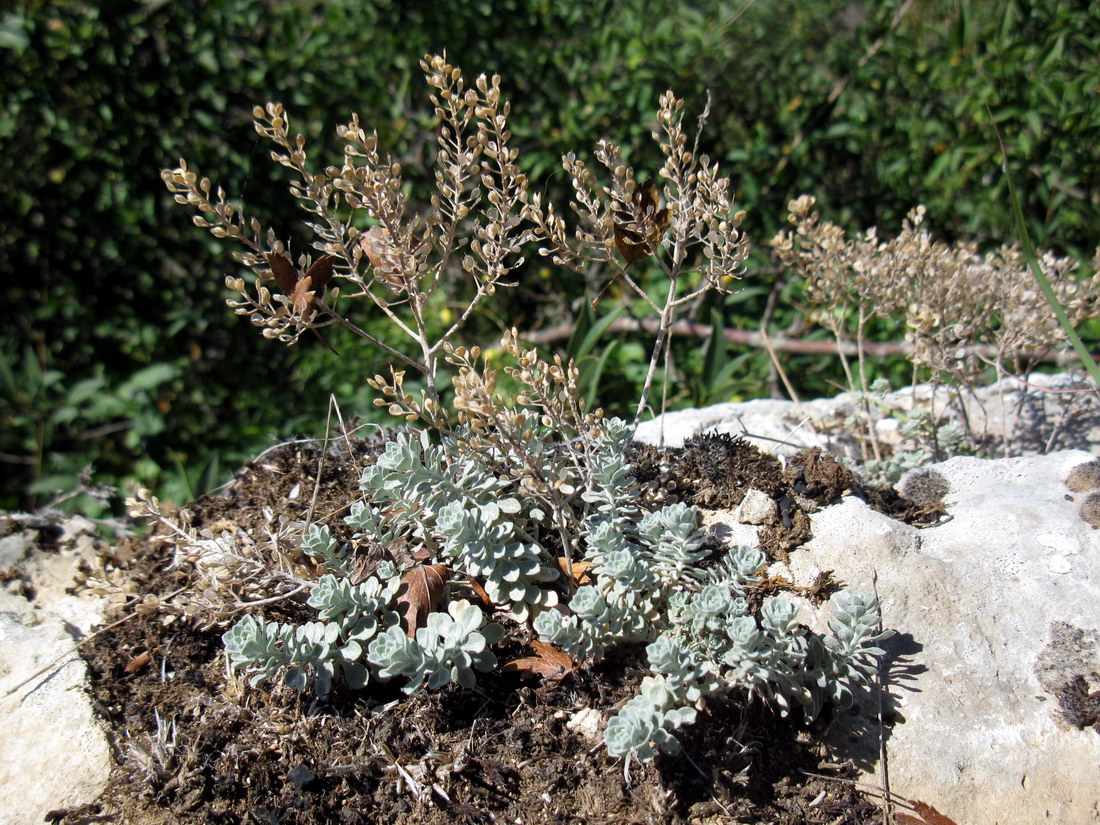 Image of Odontarrhena obtusifolia specimen.