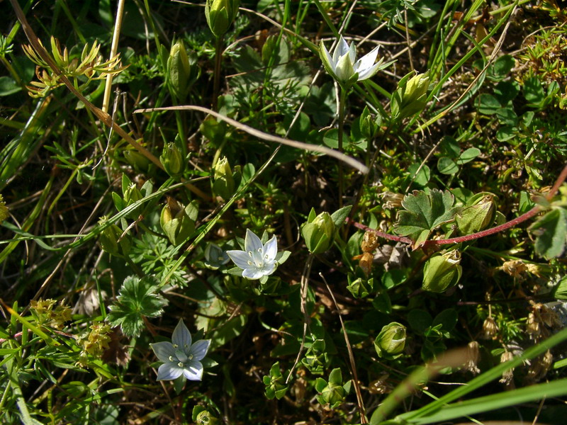 Image of Lomatogonium carinthiacum specimen.