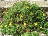 Bidens aurea