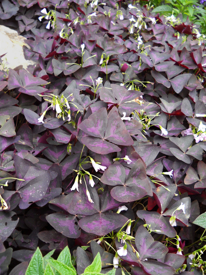 Image of Oxalis triangularis specimen.